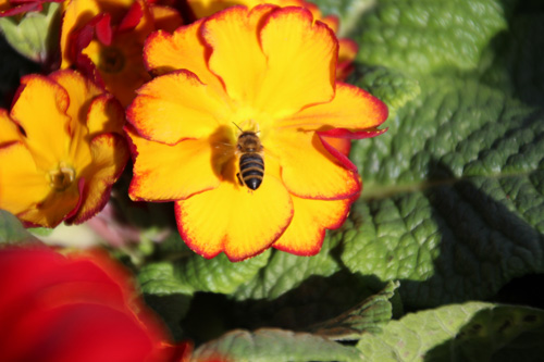 Environmental-Awareness---bee-on-a-flower