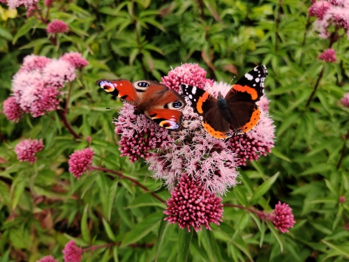 Usna-Keating-Red-Admiral-and-Peacock-Butterfly