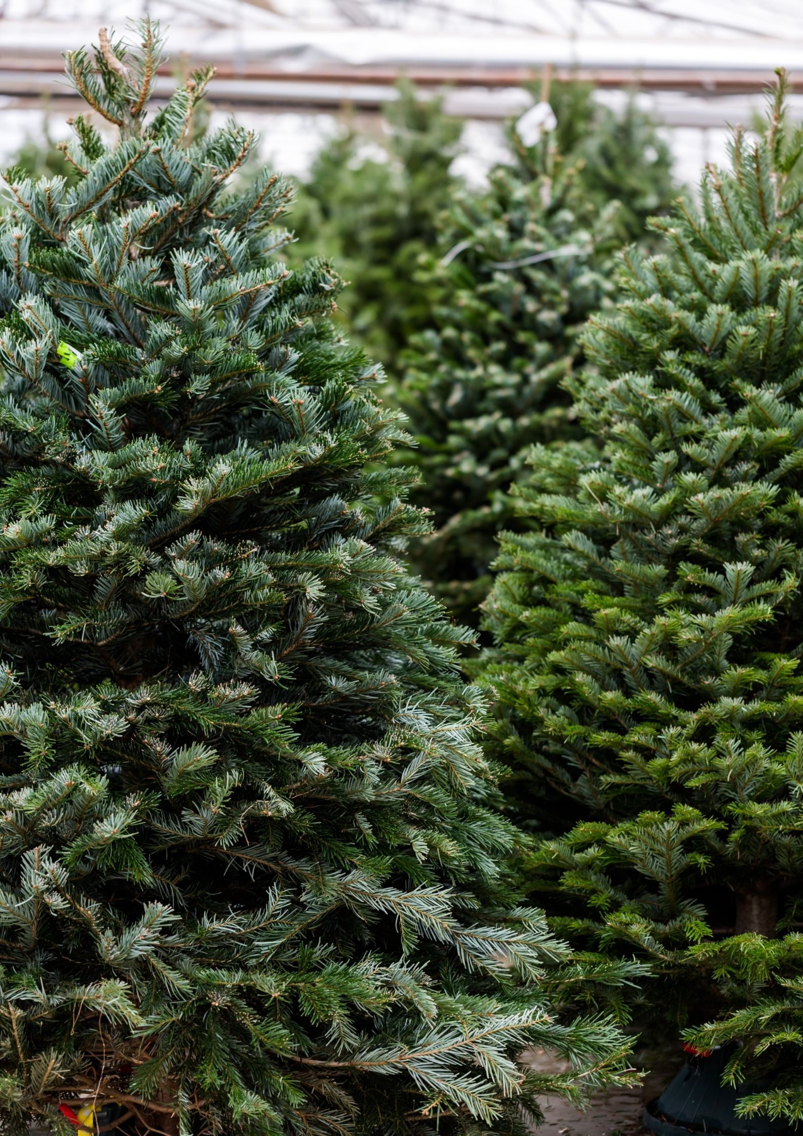 Christmas-Trees