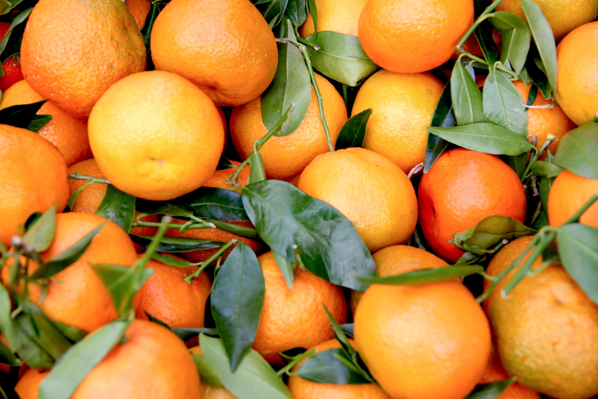 Superfruit-Spanish-Oranges