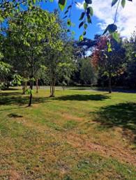 Mahon Community Garden Trees
