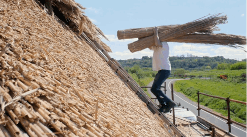 Master Thatcher lifts bales of reed onto the roof of the EcoLab over his shoulder up a step ladder
