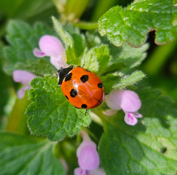 Bug