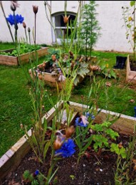 Mahon Community Garden Flowers