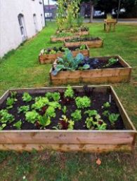 Mahon Community Garden Veg Patch