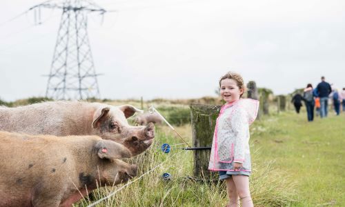 A girl with two pigs on the farm