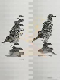 Illustration by Anne Lambe