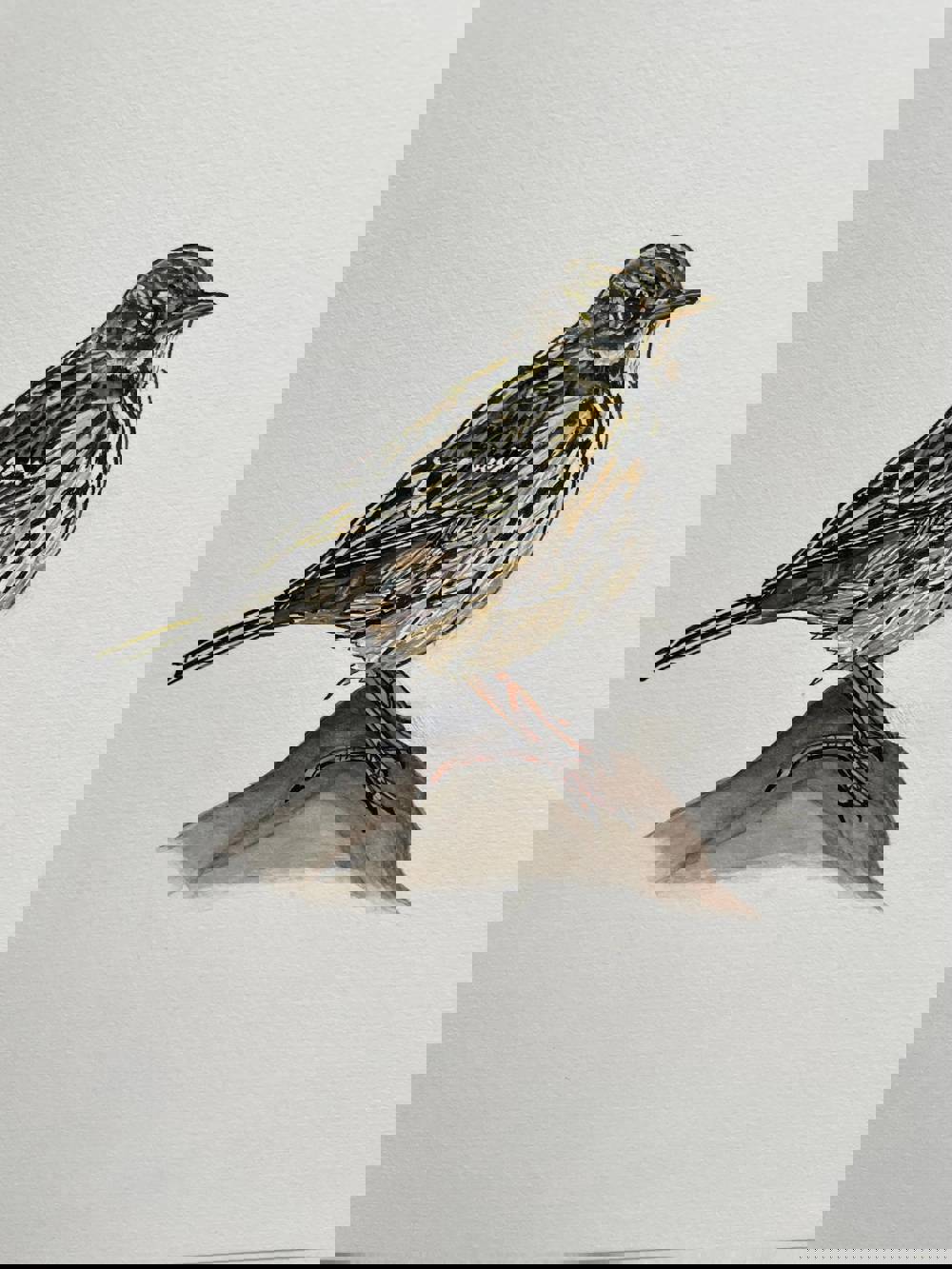 Ann Lambe Illustration 1