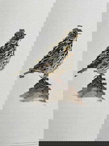 Ann Lambe Illustration 1