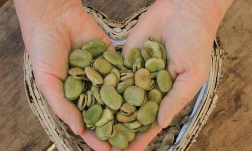 Seeds in the cupped hands of a person at Heritage Seed Swop